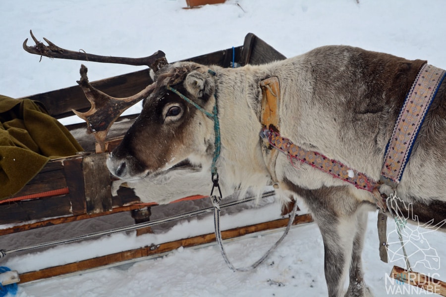 Alta, Norwegen, Nordnorwegen, Masi, Samidaorf, Rentiere, Nordlichter, Schnee, Blog, Skandinavien,