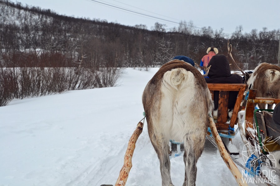 Alta, Norwegen, Nordnorwegen, Masi, Samidaorf, Rentiere, Nordlichter, Schnee, Blog, Skandinavien,