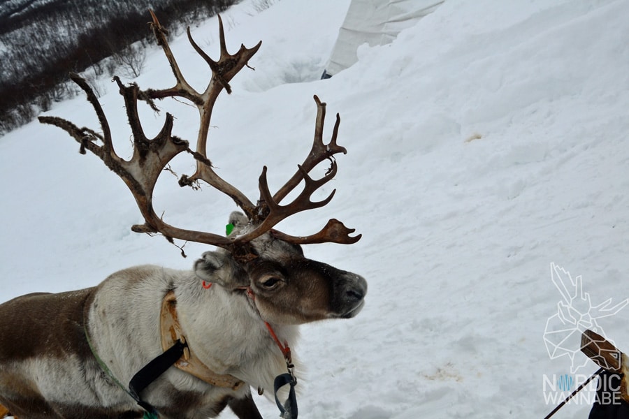 Alta, Norwegen, Nordnorwegen, Masi, Samidaorf, Rentiere, Nordlichter, Schnee, Blog, Skandinavien,