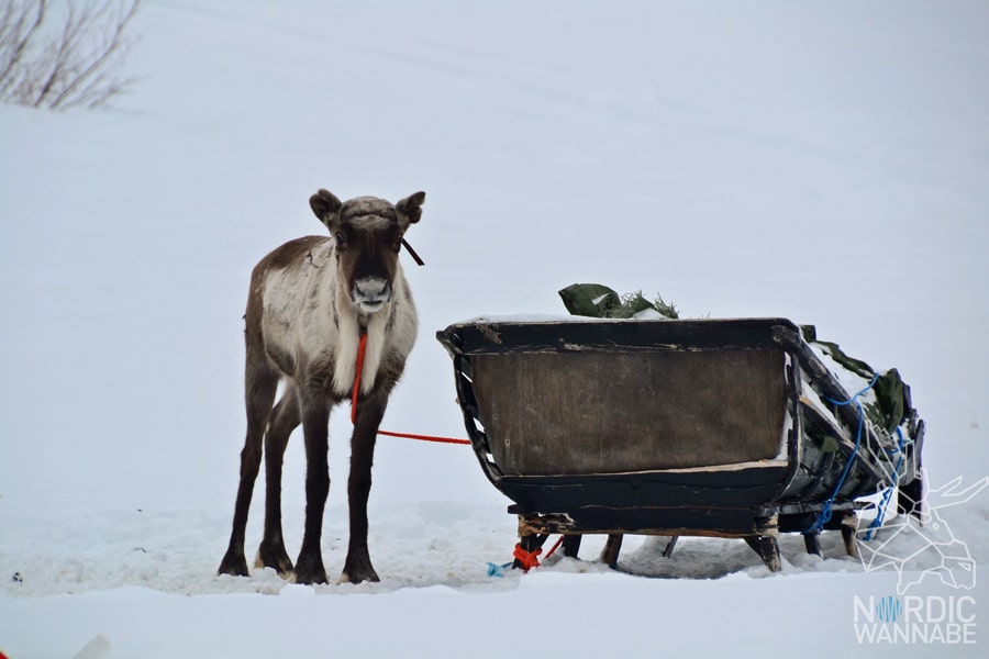 Alta, Norwegen, Nordnorwegen, Masi, Samidaorf, Rentiere, Nordlichter, Schnee, Blog, Skandinavien,