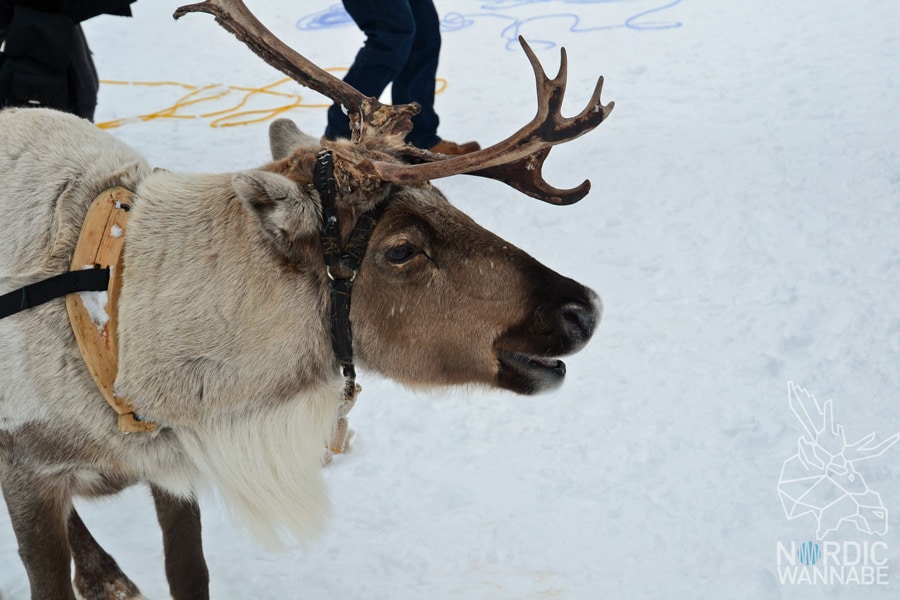 Alta, Norwegen, Nordnorwegen, Masi, Samidaorf, Rentiere, Nordlichter, Schnee, Blog, Skandinavien, Alta, Norwegen, Nordnorwegen, Masi, Samidaorf, Rentiere, Nordlichter, Schnee, Blog, Skandinavien,