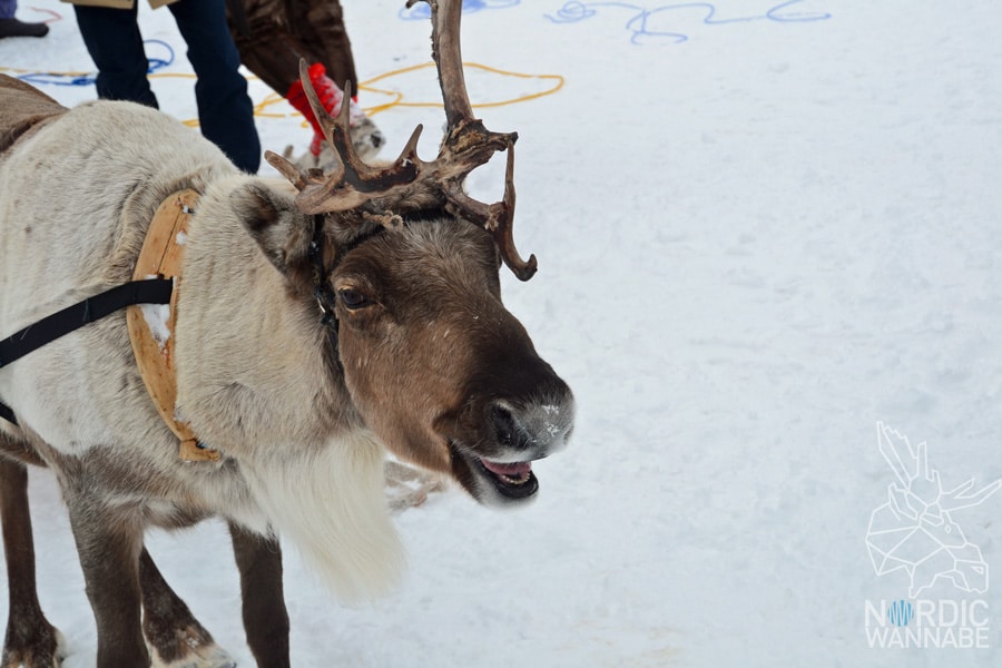 Alta, Norwegen, Nordnorwegen, Masi, Samidaorf, Rentiere, Nordlichter, Schnee, Blog, Skandinavien,