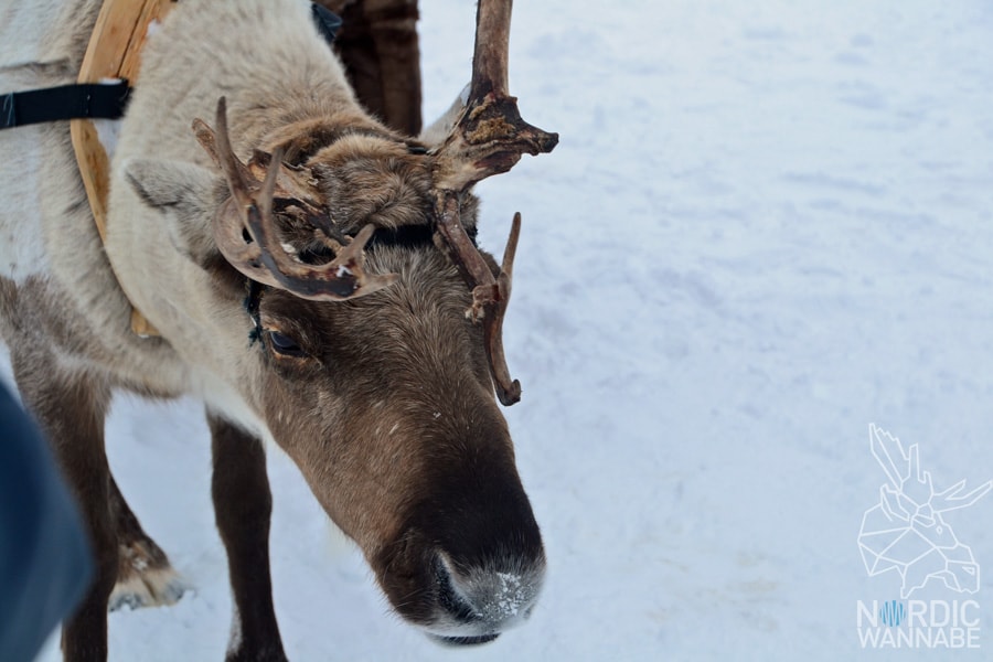 Alta, Norwegen, Nordnorwegen, Masi, Samidaorf, Rentiere, Nordlichter, Schnee, Blog, Skandinavien,