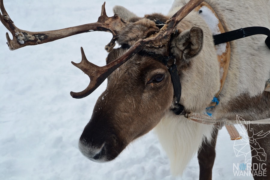Alta, Norwegen, Nordnorwegen, Masi, Samidaorf, Rentiere, Nordlichter, Schnee, Blog, Skandinavien,