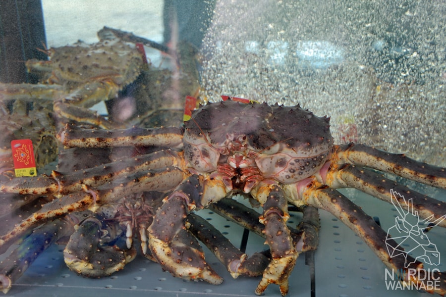 Bergen, Norwegen, Skandinavien, Blog, Bryggen, Fjord, White Lady, Fischmarkt, Fløibanen, Fløibahn, Kreuzfahrt, Sehenswürdigkeiten, Edvard Grieg, Café,