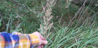 Hygge Natur, Badeöl, Badekristalle, Skandinavien Blog, Natur, Wald, Bäume, Fichten, Kiefern, Badewanne, Handcreme, Wood, Vasen, Flaschen, DIY, Das geheime Leben der Bäume, Skandinavien, Dänemark, Natur nach Hause holen