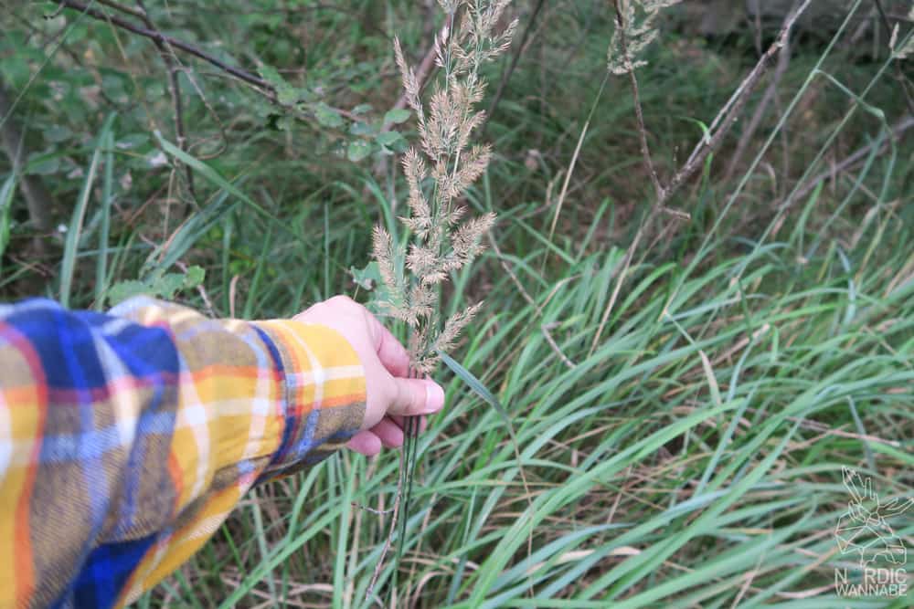 Hygge Natur, Badeöl, Badekristalle, Skandinavien Blog, Natur, Wald, Bäume, Fichten, Kiefern, Badewanne, Handcreme, Wood, Vasen, Flaschen, DIY, Das geheime Leben der Bäume, Skandinavien, Dänemark, Natur nach Hause holen