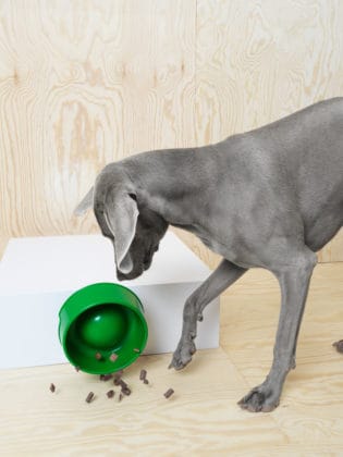 IKEA LURVIG - M&ouml;bel f&uuml;r Hunde und Katzen , Hundesofa, Katzensofa, Kratzbaum, Napf, Hundeleine, Hundedecke, Hundekissen, Transporttasche, Katze, Hunde, H&ouml;hle, Hundem&ouml;bel, Schweden, Klippan, Hundebett, Katzenspielzeug, Hundespielzeug, schwedisch, Blog, K&ouml;rbchen