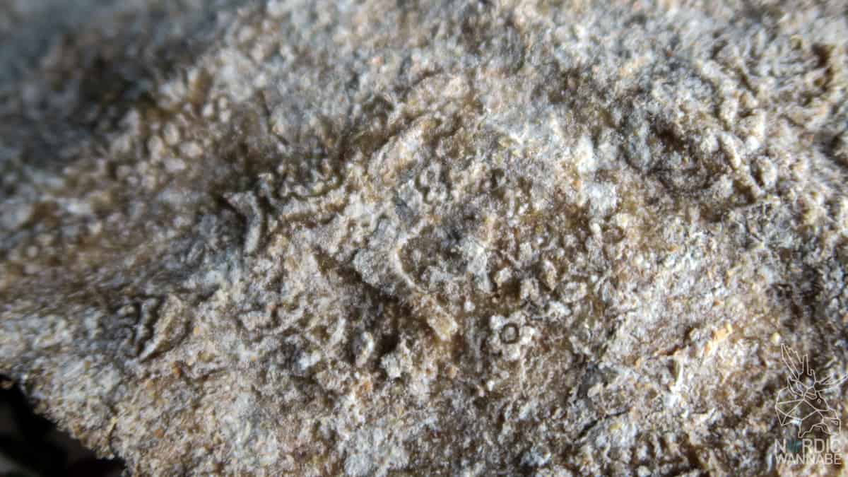 Knäckebrot selber backen, Schwedenbrot, Schwedisches Knäckebrot, Rezept, Weihnachten, Weihnachtsknäckebrot, Teigrolle Dalapferde,