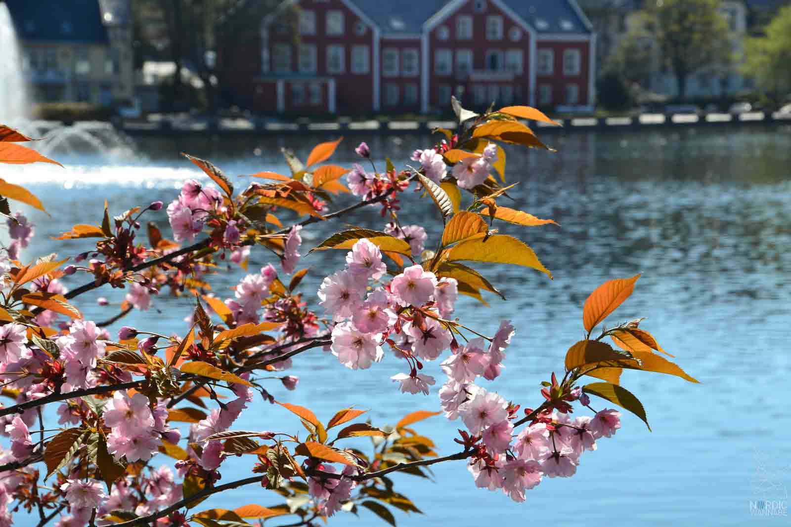 Skandinavisches Design, Dänisches Design, Dänemark Blog, Tasse, Hygge, Hammershøi, Ambiente, Frankfurt, Skandinavisch Wohnen, Skandia-Design, Rosa