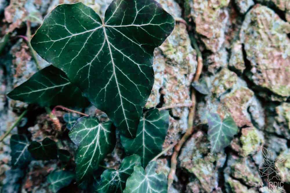 skandinavische Beauty Produkte Skandinavien Marken Naturkosmetik