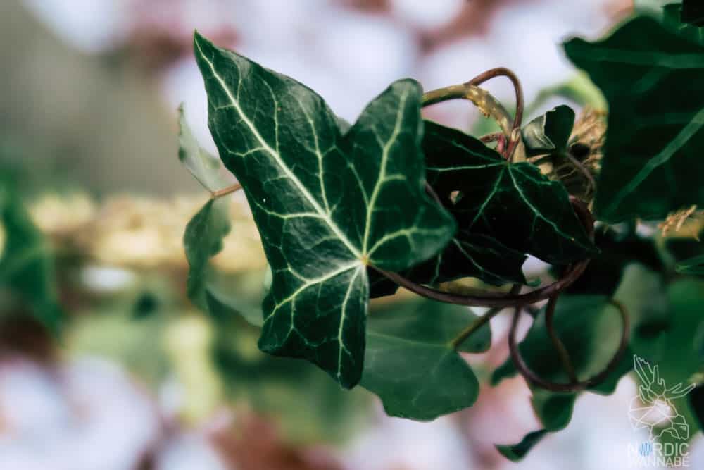 skandinavische Beauty Produkte Skandinavien Marken Naturkosmetik