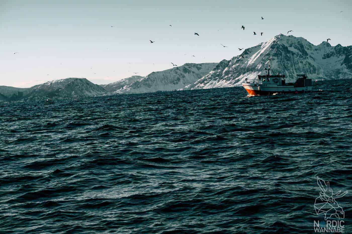 Lofoten, Skrei, Norwegen