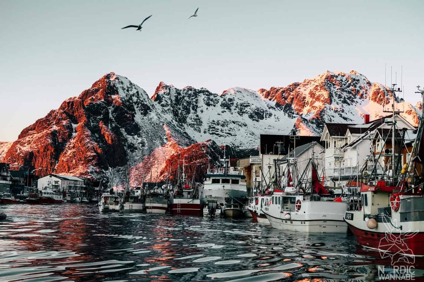 Lofoten, Skrei, Norwegen