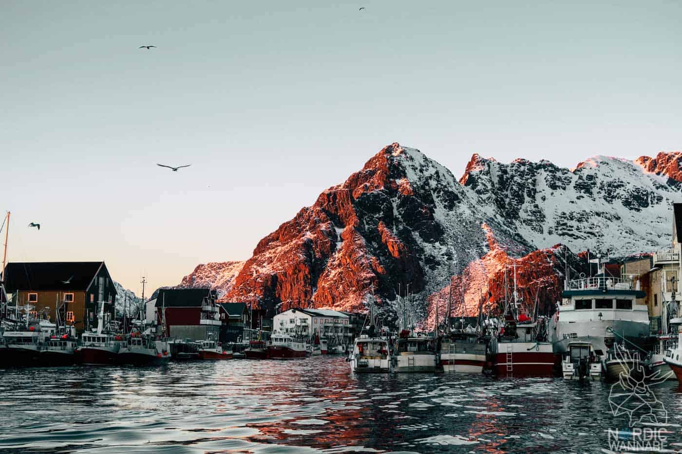 Lofoten, Skrei, Norwegen