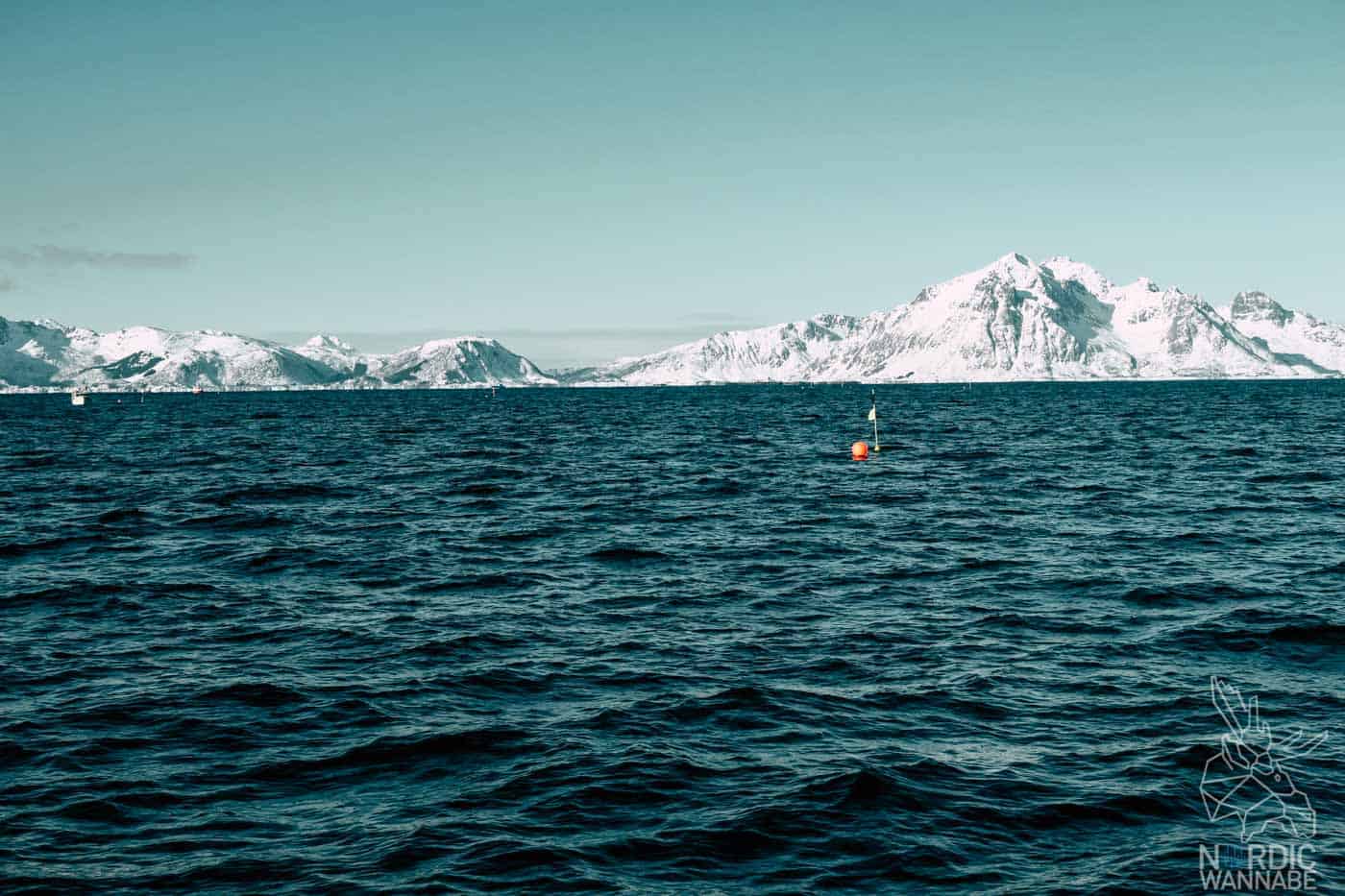 Lofoten, Skrei, Norwegen