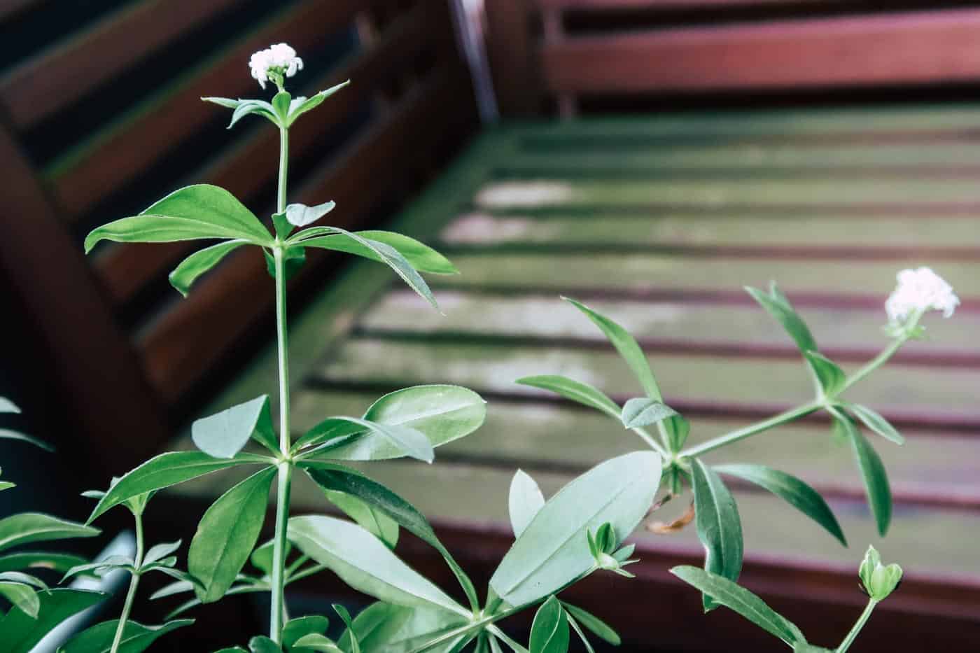 Hygge auf dem Balkon, Preiselbeeren, Moltebeeren, Blaubeeren, Deko, Sommer