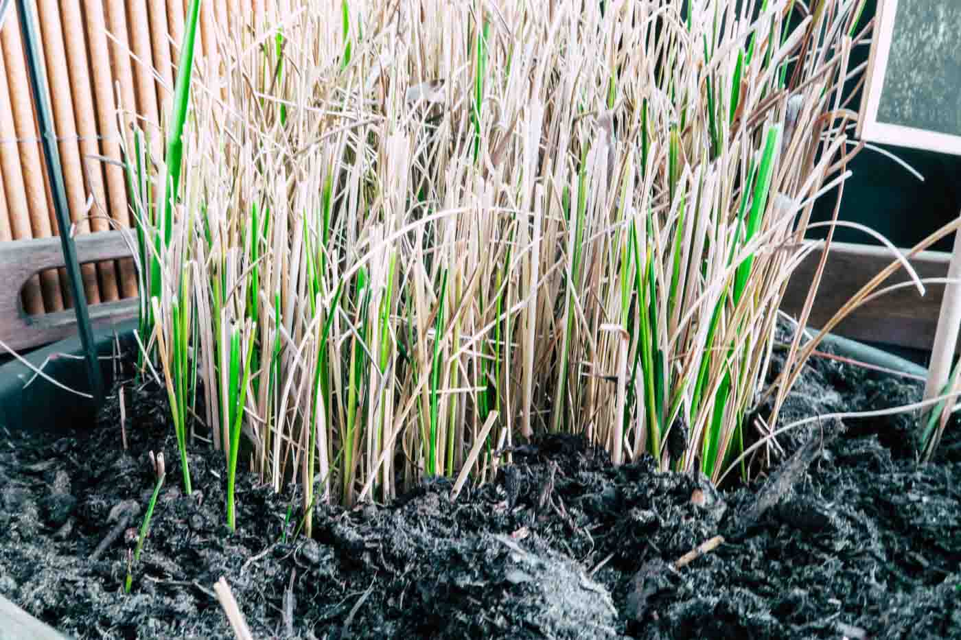 Hygge auf dem Balkon, Preiselbeeren, Moltebeeren, Blaubeeren, Deko, Sommer