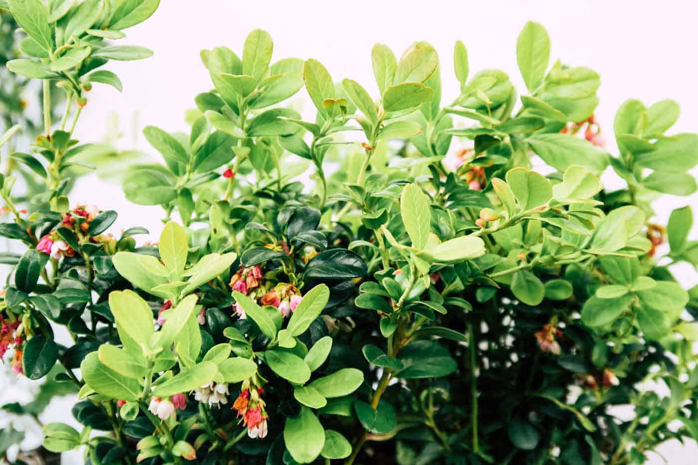 Hygge auf dem Balkon, Preiselbeeren, Moltebeeren, Blaubeeren, Deko, Sommer
