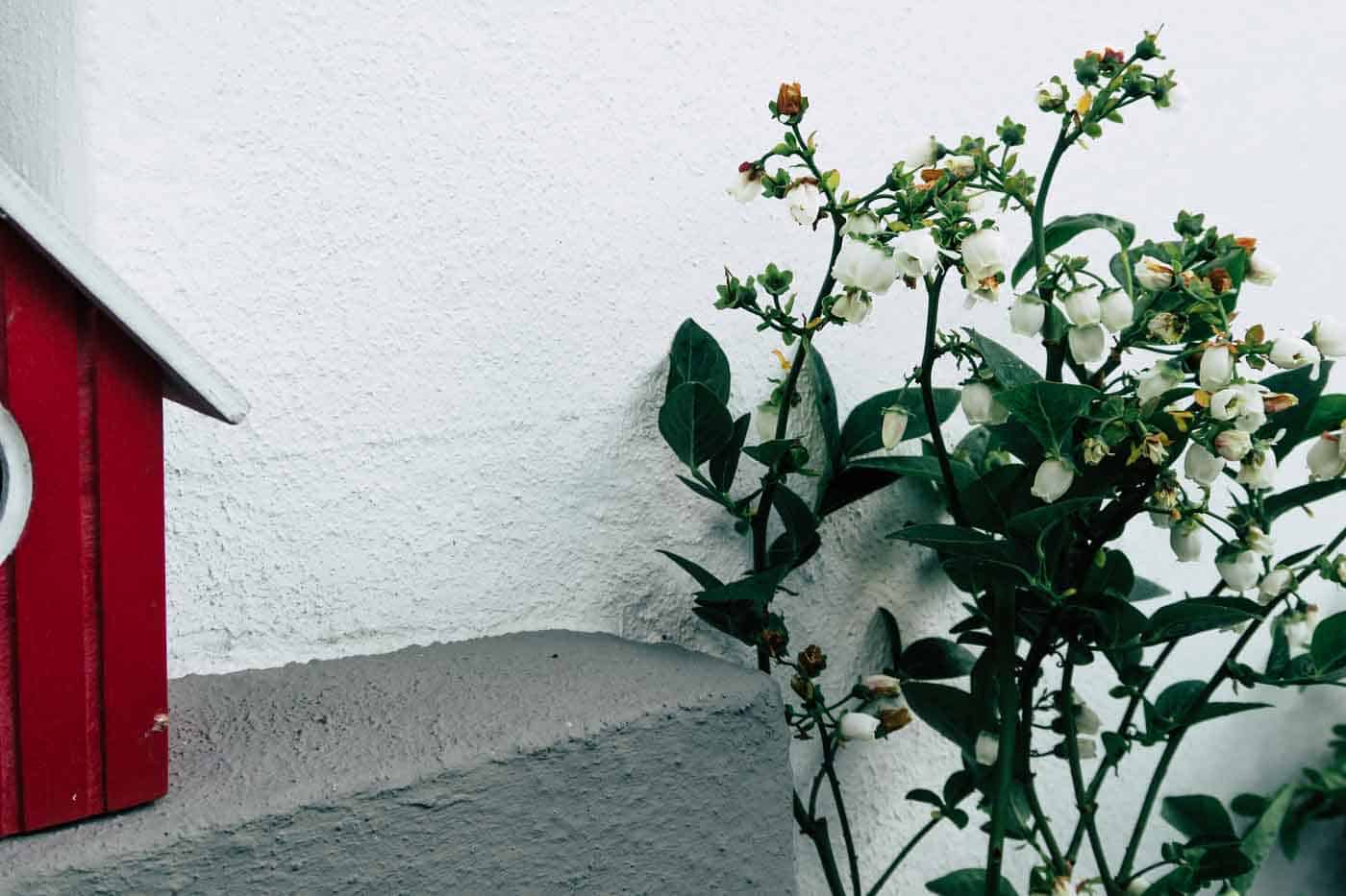 Hygge auf dem Balkon, Preiselbeeren, Moltebeeren, Blaubeeren, Deko, Sommer