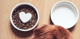 Hygge für den Hund, Hundefutter aus Skandinavien, Näpfe, Pflegeshampoo Hund, Feuchttücher, Bürste, Søstrene Grene