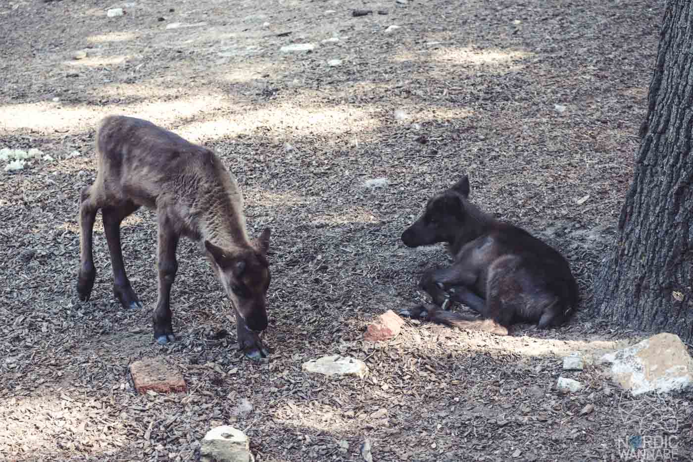Rentier, Zoo Osnabrück, Tierpatenschaft, Skandinavien, Nordeuropa, Finnland, Schweden, Norwegen