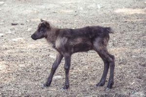 Rentier, Zoo Osnabrück, Tierpatenschaft, Skandinavien, Nordeuropa, Finnland, Schweden, Norwegen