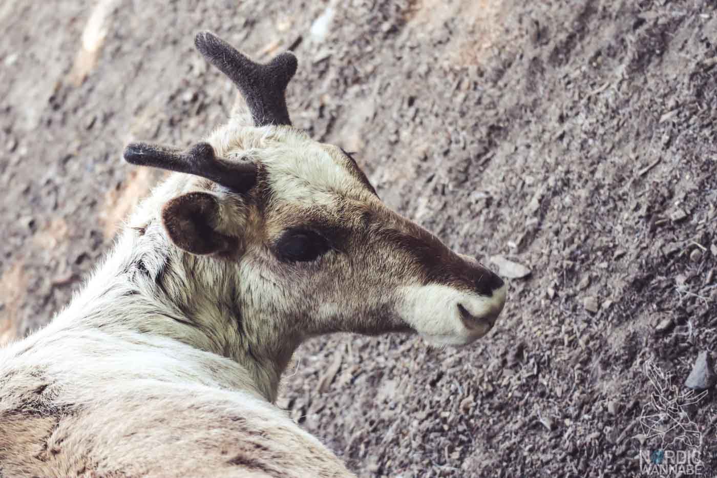 Rentier, Zoo Osnabrück, Tierpatenschaft, Skandinavien, Nordeuropa, Finnland, Schweden, Norwegen