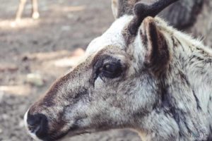 Rentiere, Zoo Osnabrück, Tierpatenschaft, Skandinavien, Nordeuropa, Finnland, Schweden, Norwegen