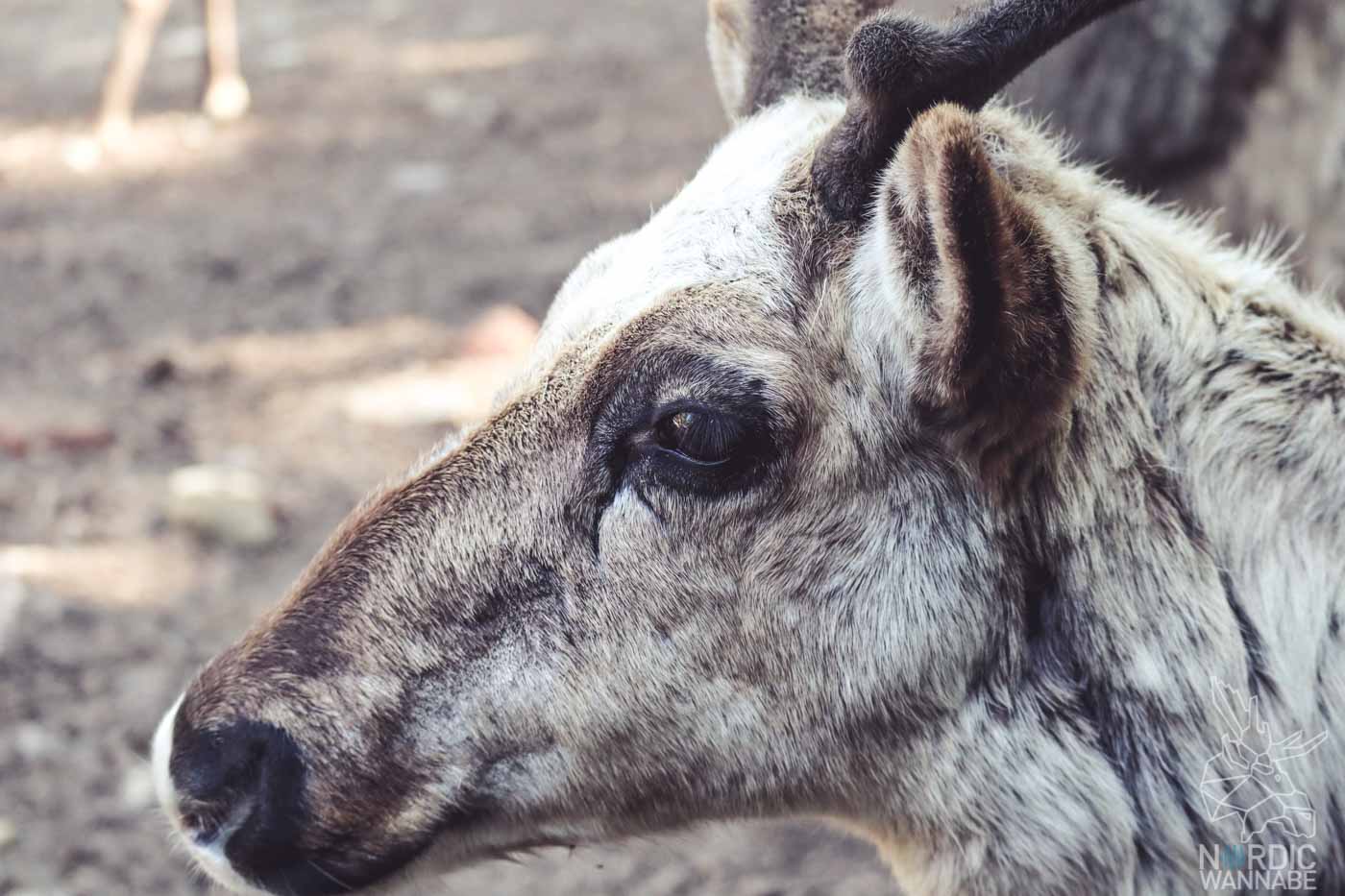 Rentiere, Zoo Osnabrück, Tierpatenschaft, Skandinavien, Nordeuropa, Finnland, Schweden, Norwegen