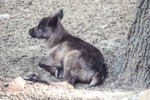 Rentier, Zoo Osnabrück, Tierpatenschaft, Skandinavien, Nordeuropa, Finnland, Schweden, Norwegen