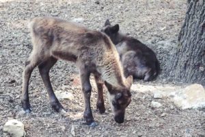 Rentier, Zoo Osnabrück, Tierpatenschaft, Skandinavien, Nordeuropa, Finnland, Schweden, Norwegen