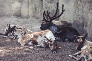 Rentiere, Zoo Osnabrück, Tierpatenschaft, Skandinavien, Nordeuropa, Finnland, Schweden, Norwegen