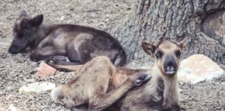 Rentiere, Zoo Osnabrück, Tierpatenschaft, Skandinavien, Nordeuropa, Finnland, Schweden, Norwegen