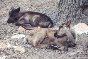 Rentier, Zoo Osnabrück, Tierpatenschaft, Skandinavien, Nordeuropa, Finnland, Schweden, Norwegen