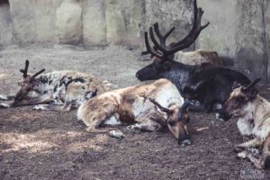 Rentier, Zoo Osnabrück, Tierpatenschaft, Skandinavien, Nordeuropa, Finnland, Schweden, Norwegen