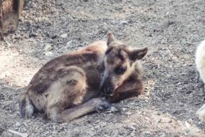 Rentier, Zoo Osnabrück, Tierpatenschaft, Skandinavien, Nordeuropa, Finnland, Schweden, Norwegen