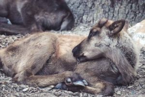 Rentier, Zoo Osnabrück, Tierpatenschaft, Skandinavien, Nordeuropa, Finnland, Schweden, Norwegen