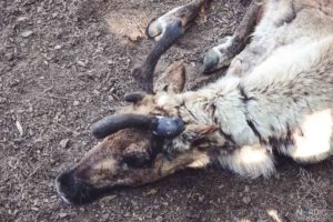 Rentier, Zoo Osnabrück, Tierpatenschaft, Skandinavien, Nordeuropa, Finnland, Schweden, Norwegen