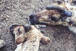 Rentier, Zoo Osnabrück, Tierpatenschaft, Skandinavien, Nordeuropa, Finnland, Schweden, Norwegen