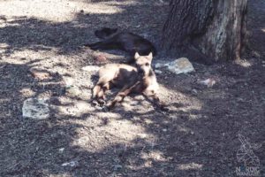 Rentier, Zoo Osnabrück, Tierpatenschaft, Skandinavien, Nordeuropa, Finnland, Schweden, Norwegen