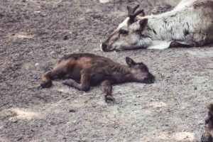 Rentier, Zoo Osnabrück, Tierpatenschaft, Skandinavien, Nordeuropa, Finnland, Schweden, Norwegen