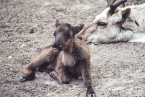 Rentier, Zoo Osnabrück, Tierpatenschaft, Skandinavien, Nordeuropa, Finnland, Schweden, Norwegen