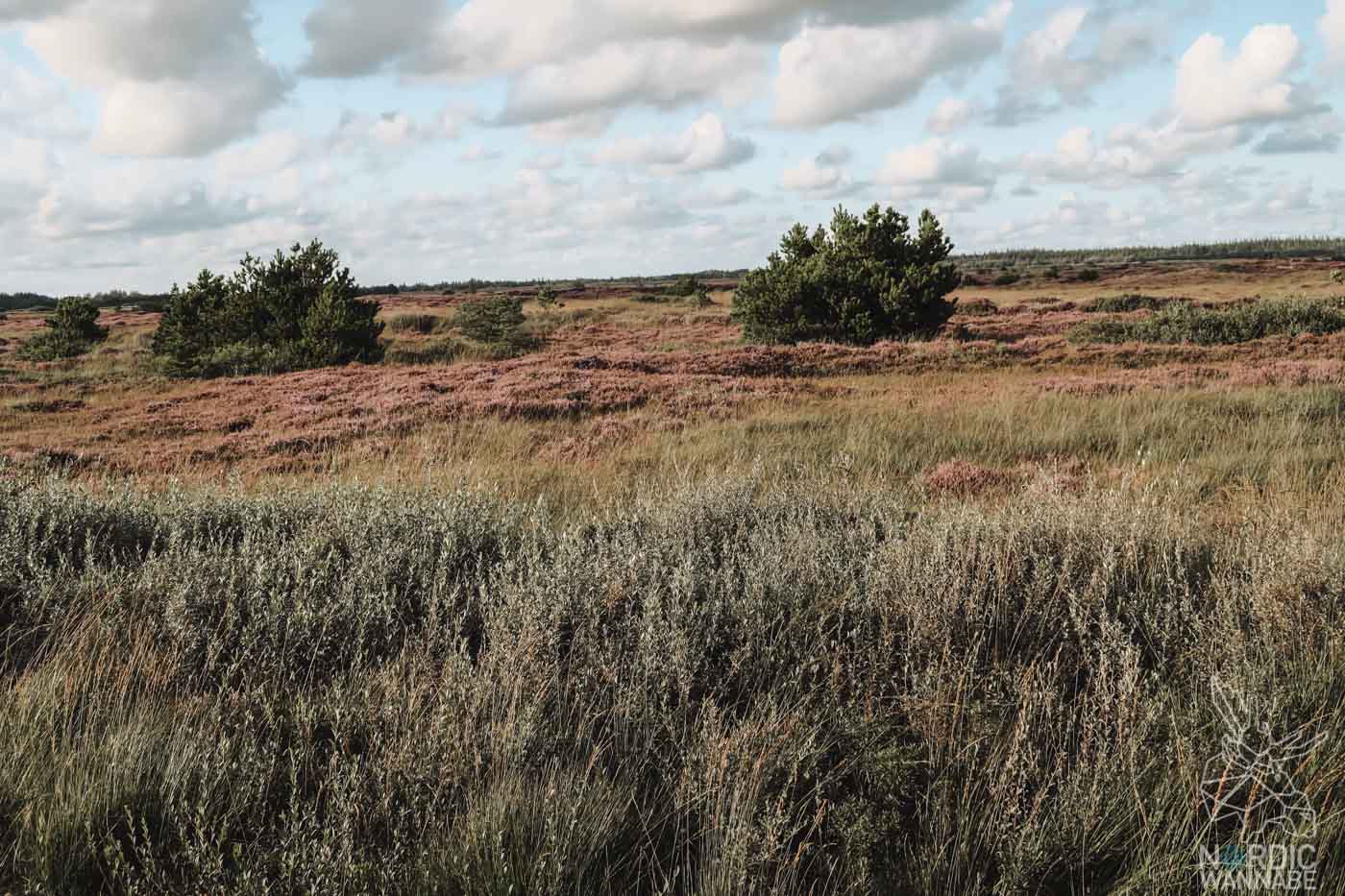 Rømø, Ribe, Vejers Strand Camping, dänische Nordsee Insel, Dänemark, Camping