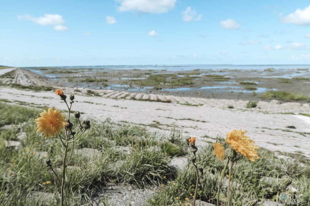 Rømø, Ribe, Vejers Strand Camping, dänische Nordsee Insel, Dänemark, Camping