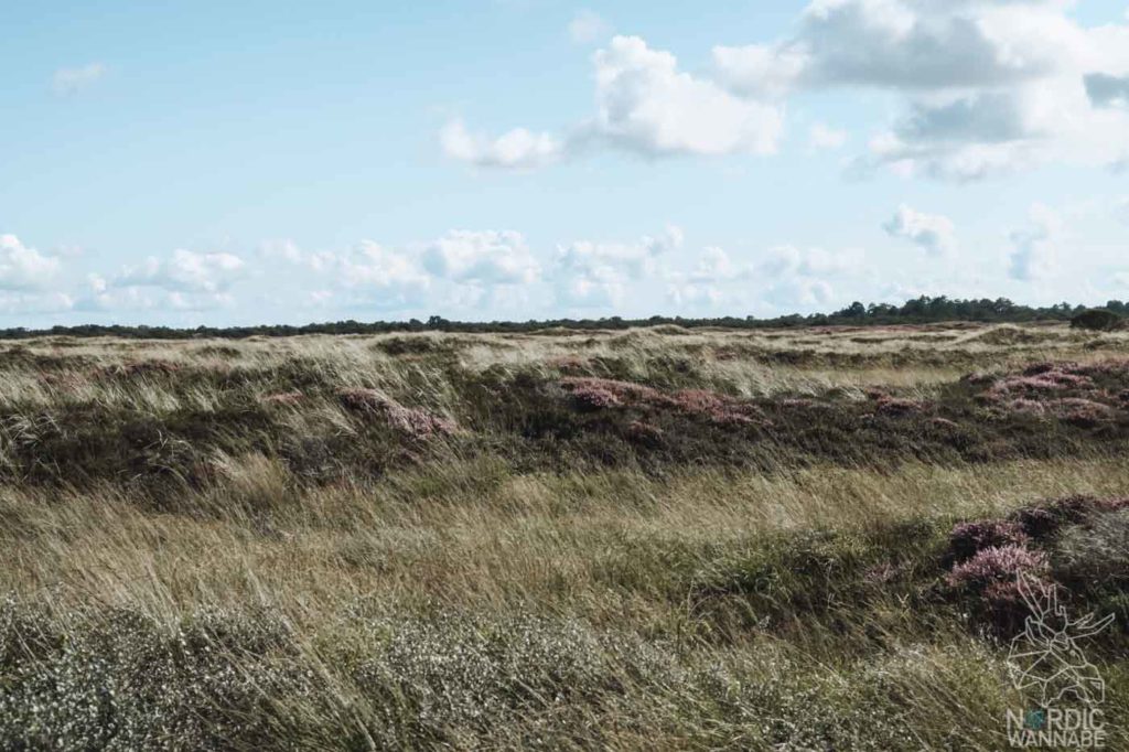 Rømø, Ribe, Vejers Strand Camping, dänische Nordsee Insel, Dänemark, Camping