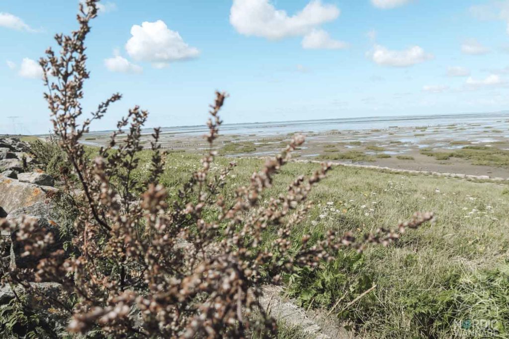 Rømø, Ribe, Vejers Strand Camping, dänische Nordsee Insel, Dänemark, Camping