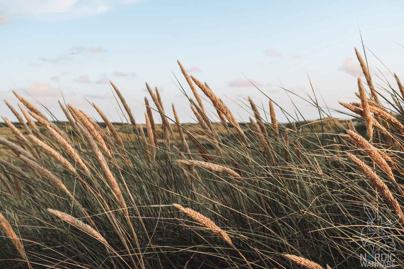 Rømø, Ribe, Vejers Strand Camping, dänische Nordsee Insel, Dänemark, Camping