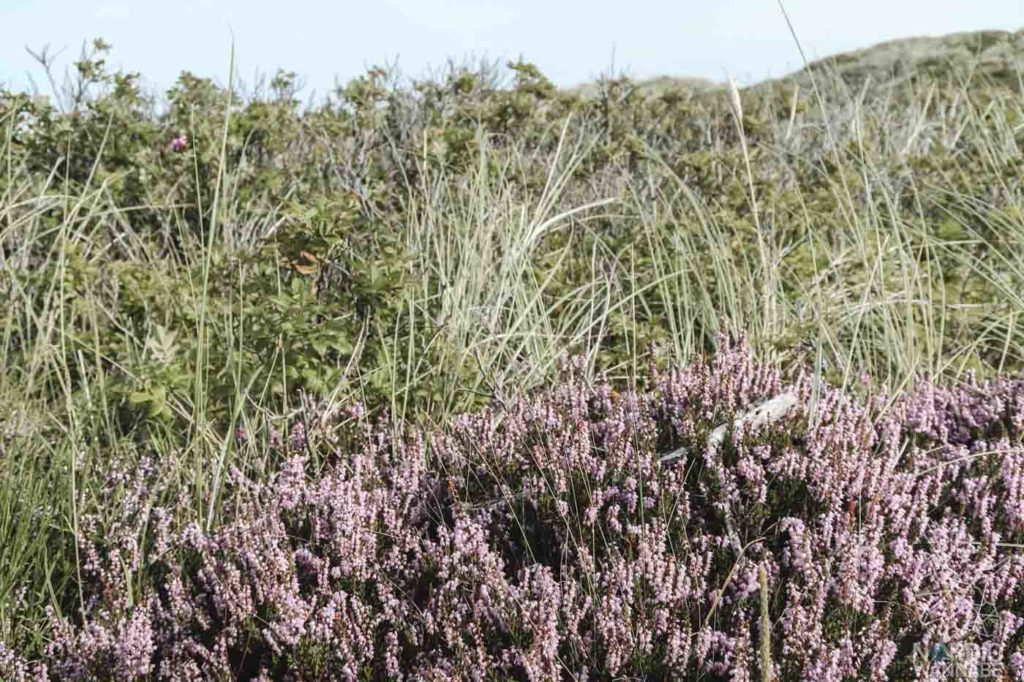 Unterwegs in Dänemark: Von Vejers Strand nach Hvide Sande & Ringkøbing