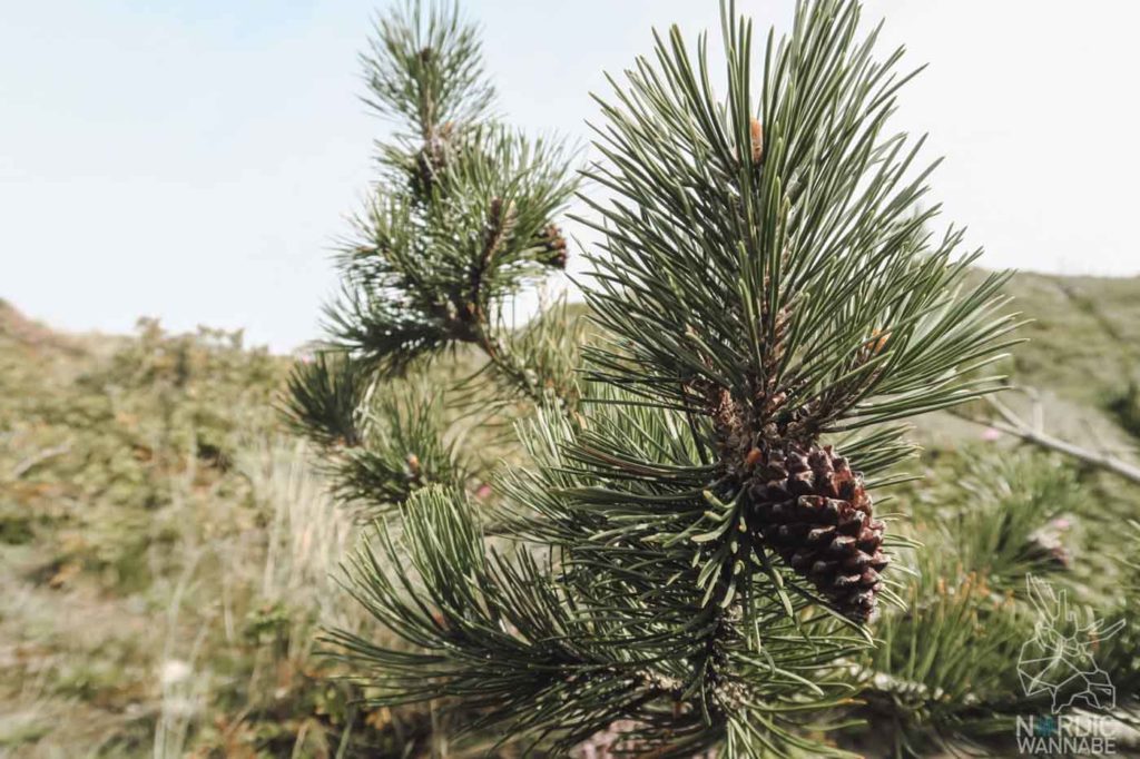 Unterwegs in Dänemark: Von Vejers Strand nach Hvide Sande & Ringkøbing